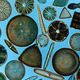 Illustration for article titled Diatom Oozes: The Most Amazing Fossil Record in Existence